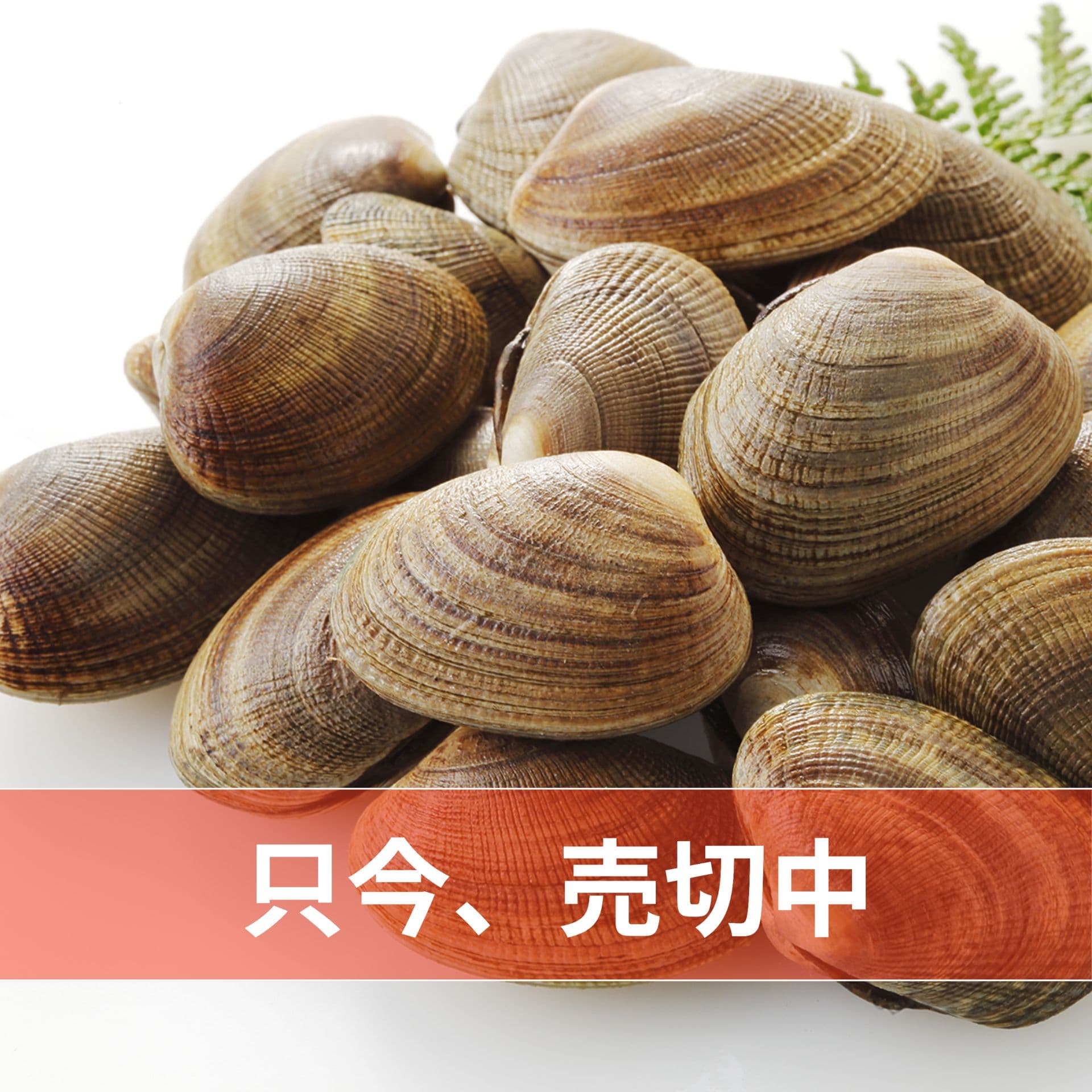 散布産あさり貝